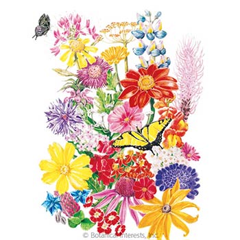 Packet of Bring Home the Butterflies Flower Mix Seeds