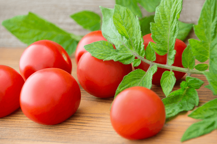 Tomato leaves