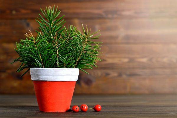 Potted living Christmas Tree