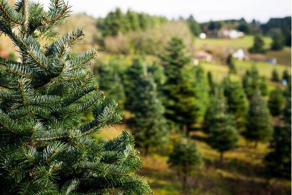 live Christmas Tree farm