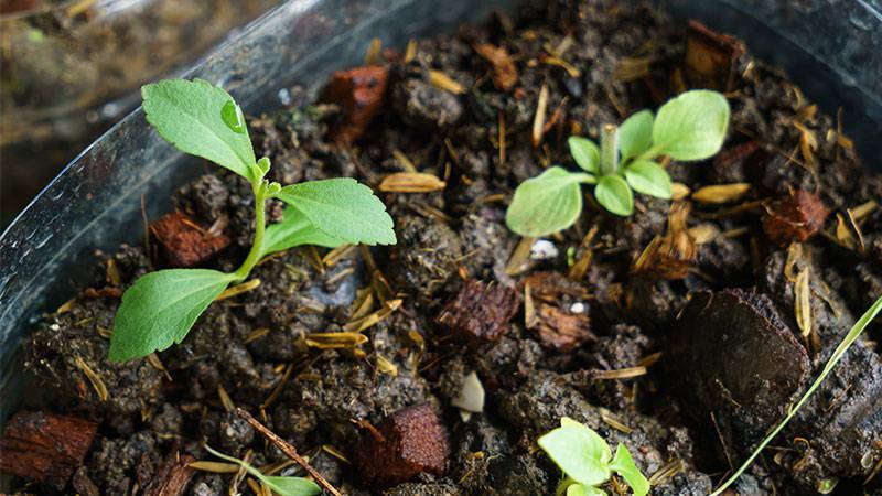 Utilizing Your Compost