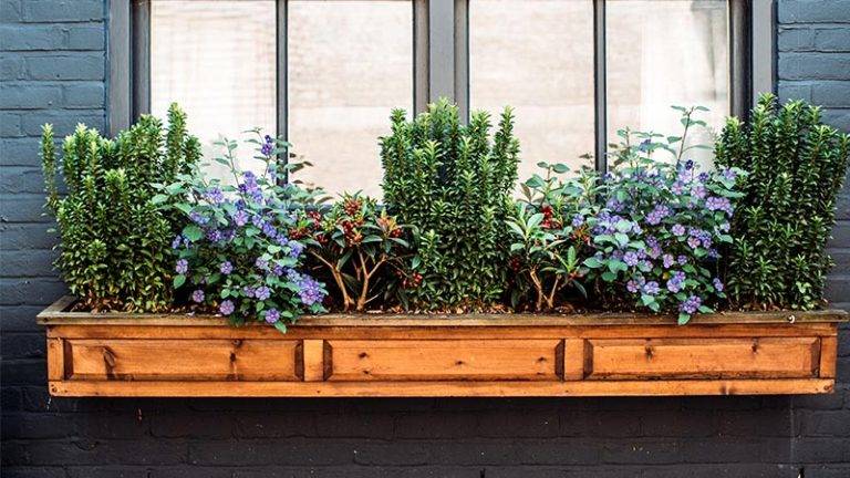 How to Create a Pollinator-Friendly Window Box in Urban Areas